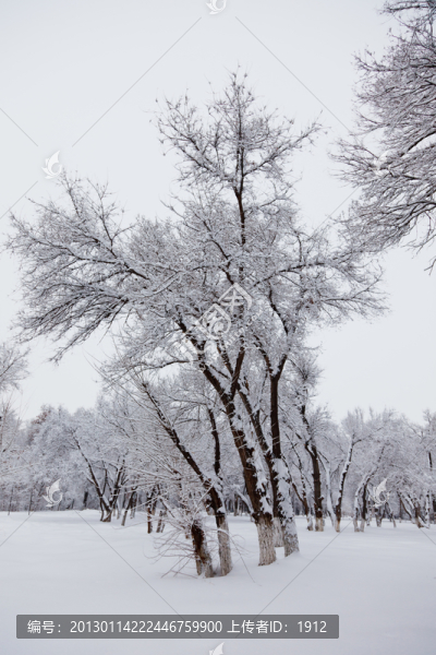 冬雪