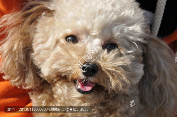 貴賓犬