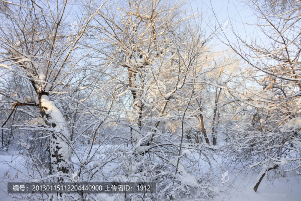 冬雪
