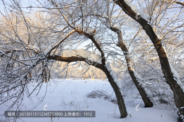 冬雪