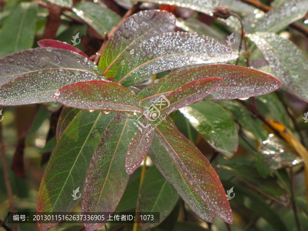 紅葉白露