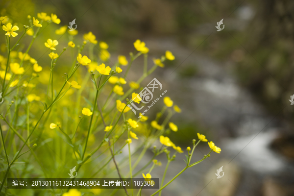 野花
