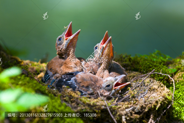 鳥巢幼鳥