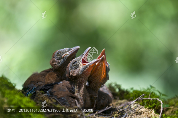 鳥巢幼鳥