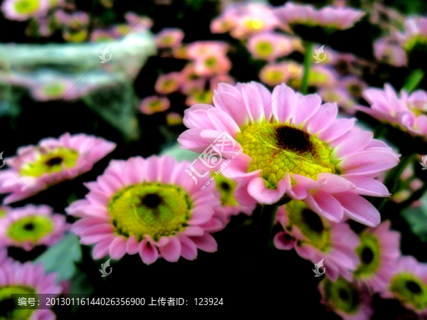 菊花燦爛