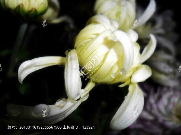 菊韻秋色