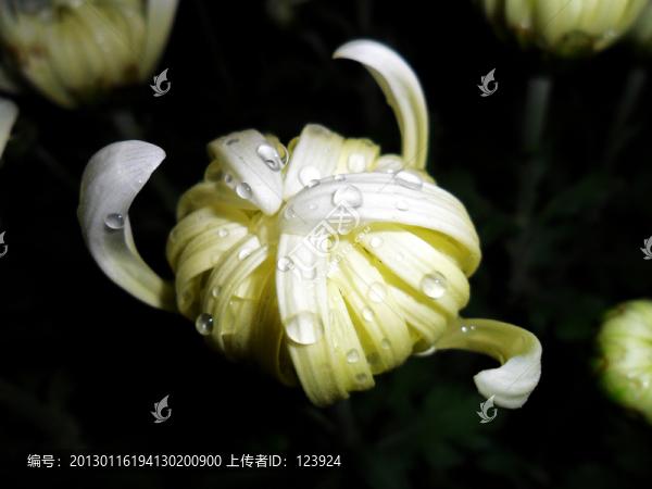 菊韻