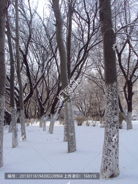 雪景