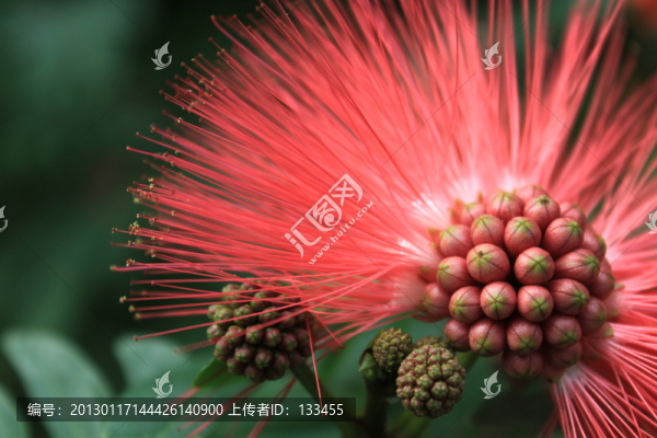 合歡