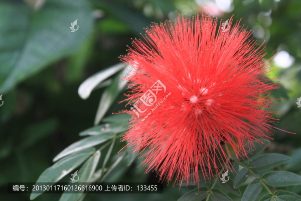 合歡