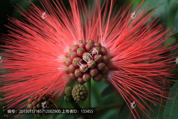 合歡