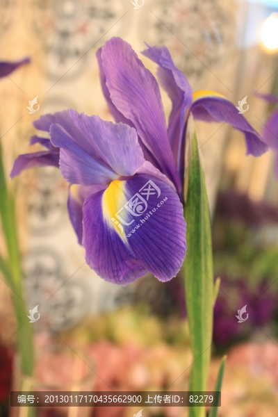 鳶尾花