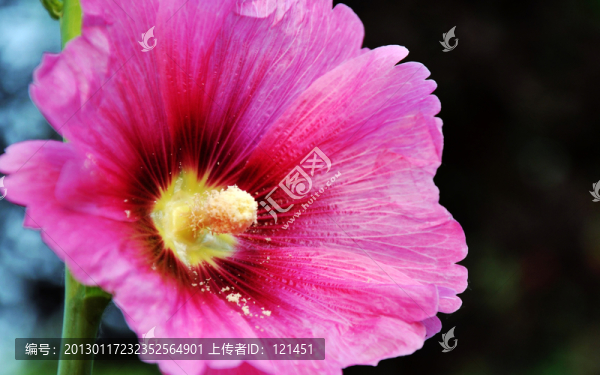 蜀葵
