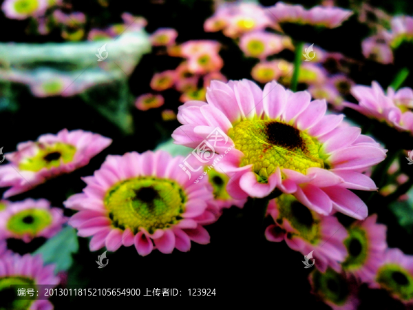 唯美菊花