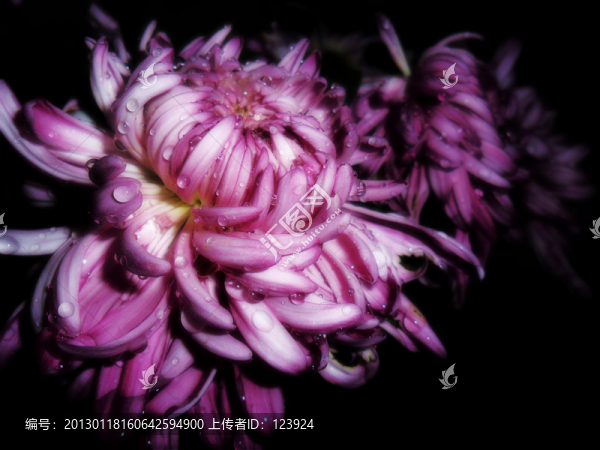 紫色菊花