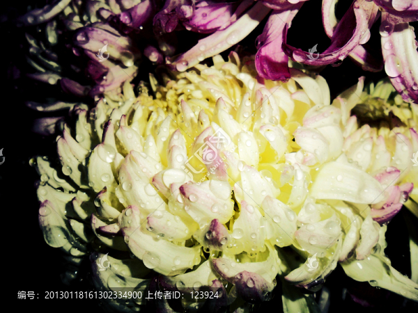 菊花盛開