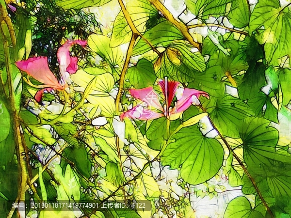 裝飾畫,紫荊花