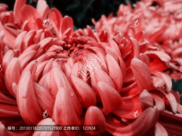 唯美菊花
