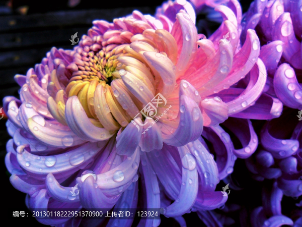 菊花秋色