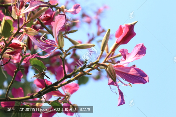 紫荊花