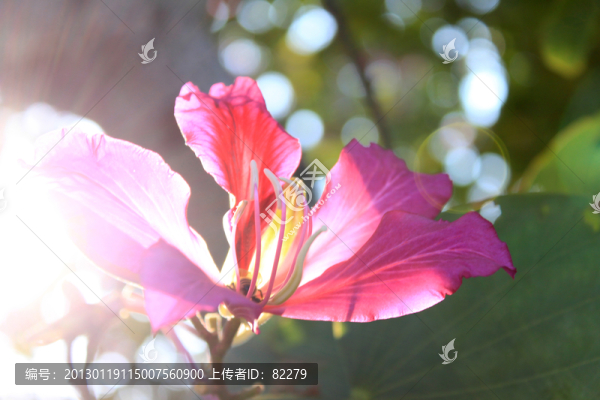 紫荊花