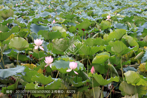 荷花