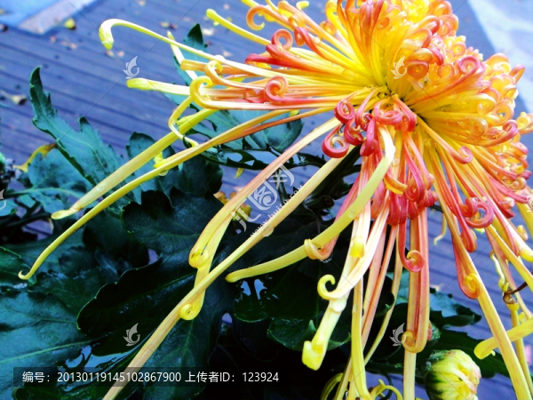 菊韻