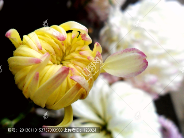 菊花