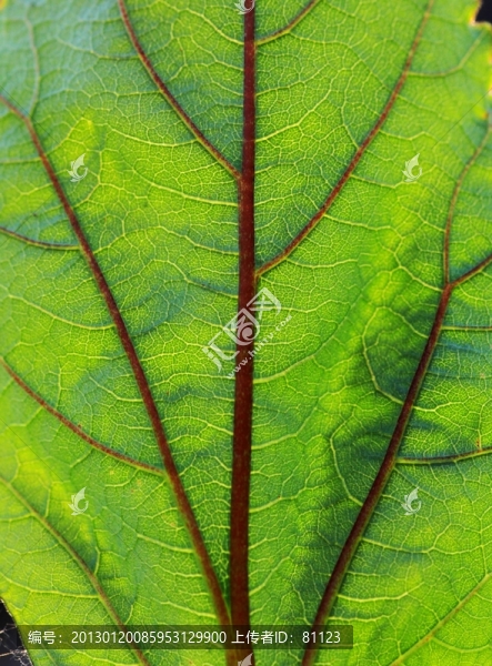 葉脈