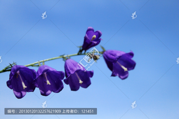 花朵