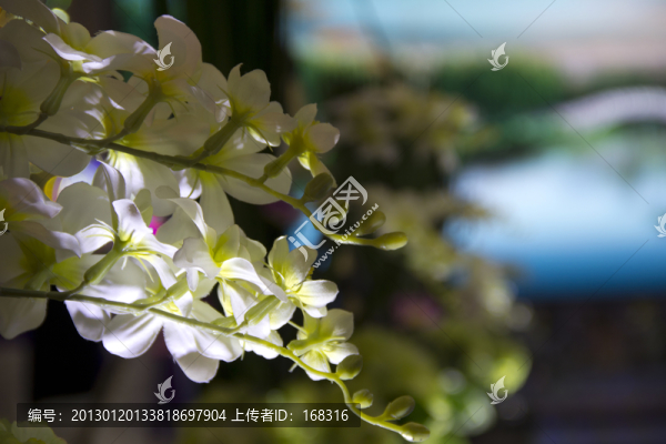 梅花