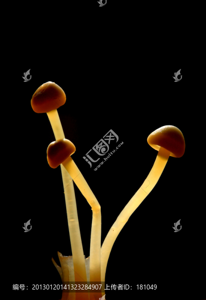 金針菇