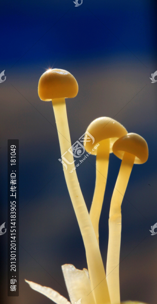 金針菇