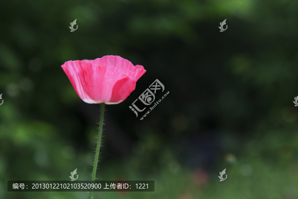 虞美人