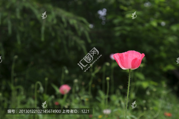 虞美人之歌
