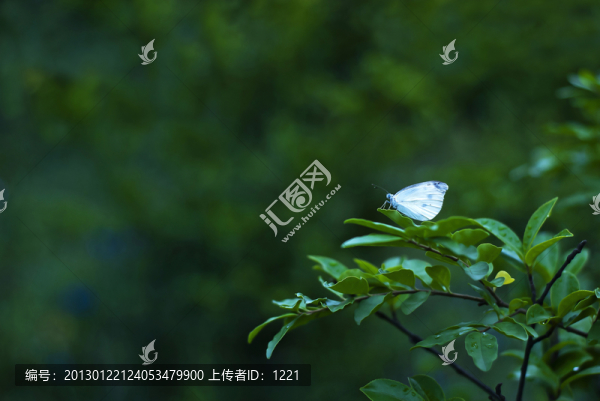夢(mèng)蝶