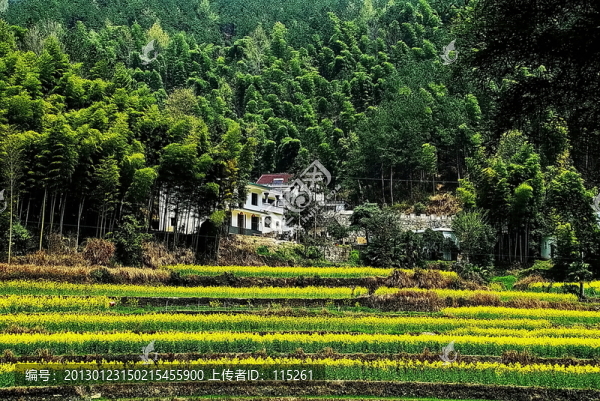 山村油菜