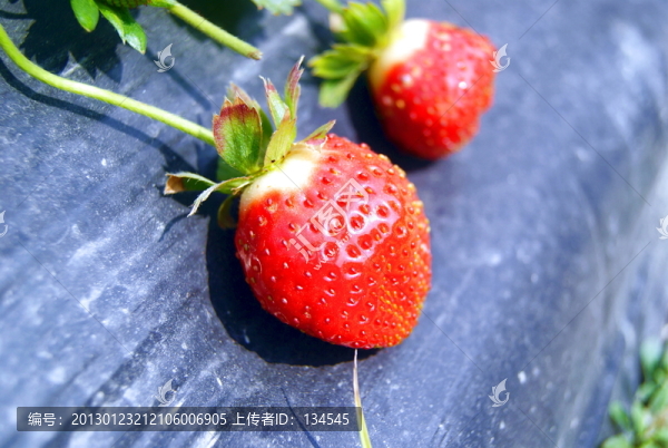 草莓