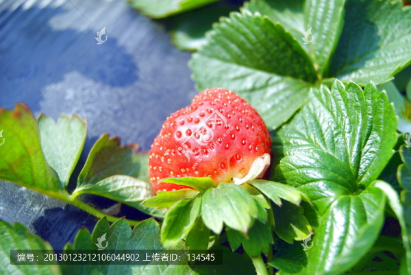草莓