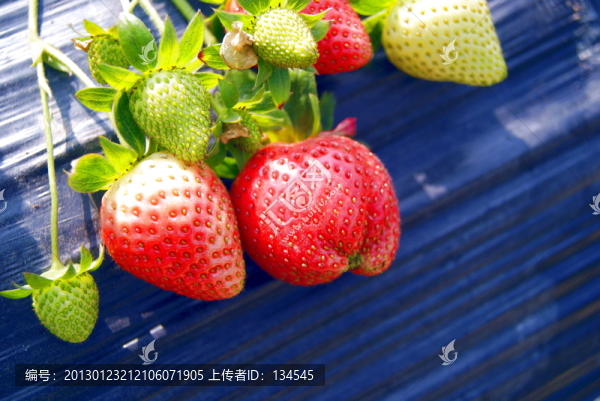 草莓