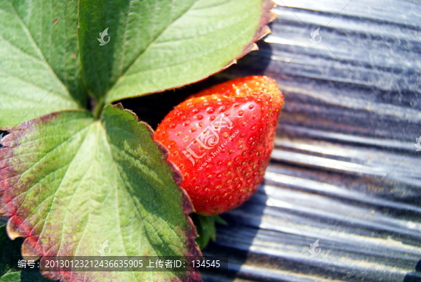 草莓