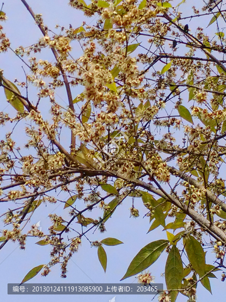 臘梅花