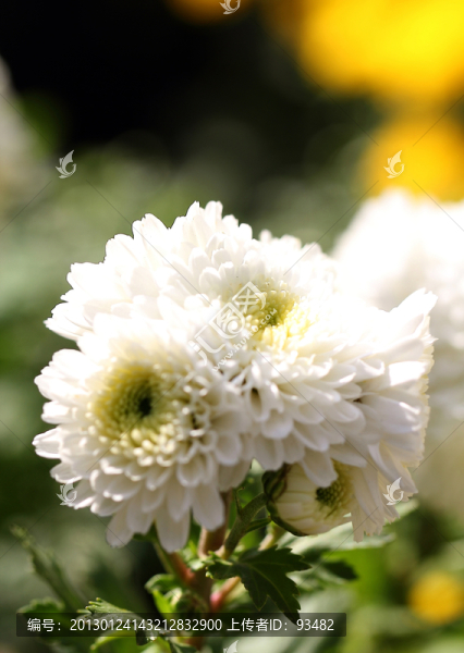 菊花