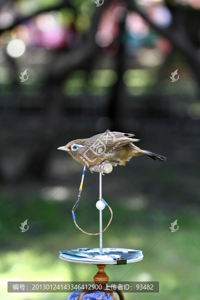 鳥