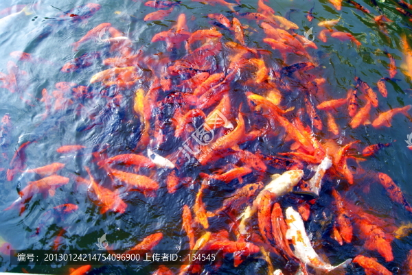 水池觀賞魚