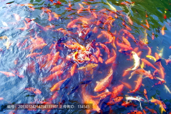 水池觀賞魚