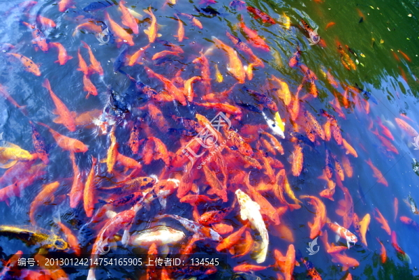 水池觀(guān)賞魚(yú)