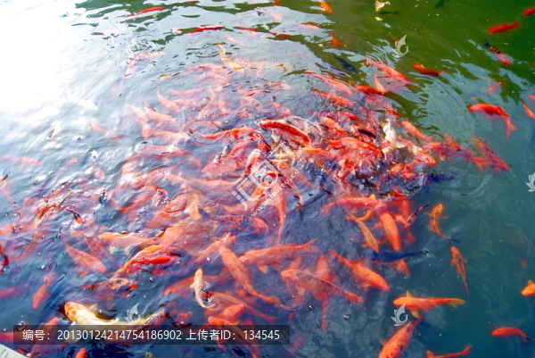 水池觀賞魚