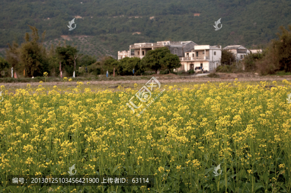 油菜花
