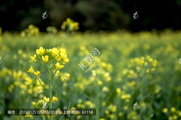 油菜花